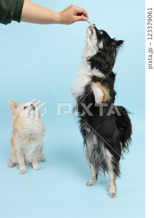 おやつを仁王立ちで待つチワワ 123379061