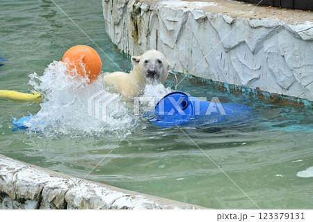 シロクマ 123379131