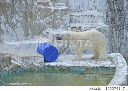 シロクマ 123379147