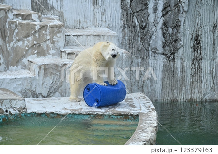 シロクマ 123379163