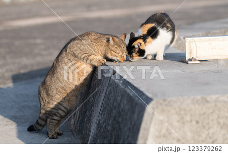 餌を食べる二匹の猫 123379262