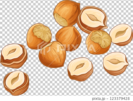 Hazelnut Nuts  Colored Detailed Illustration. 123379428