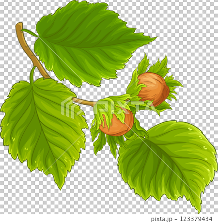 Hazelnut Branch with Nuts and Leaves Colored Detailed Illustration. Organic natural nutritional healthy food ingredient, vegetarian diet product Hazelnut Branch with Nuts and Leaves Colored Detailed Illustration. Organic natural nutritional healthy food ingredient, vegetarian diet product 123379434