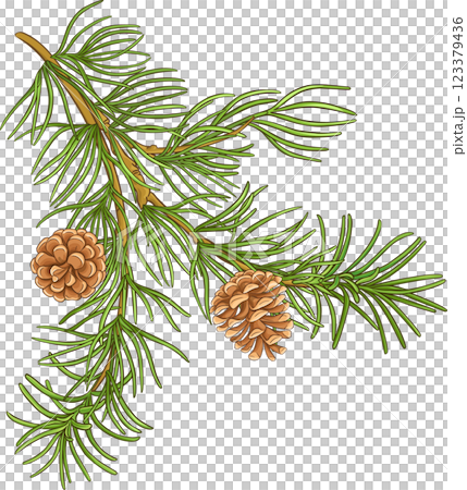Pine Branch with Cones and Needles Colored Detailed Illustration. Organic natural nutritional healthy food ingredient, vegetarian diet product 123379436