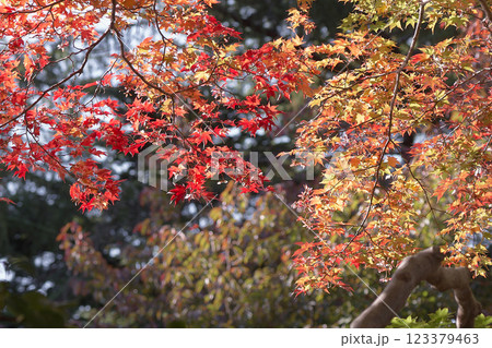 紅葉 紅葉 123379463