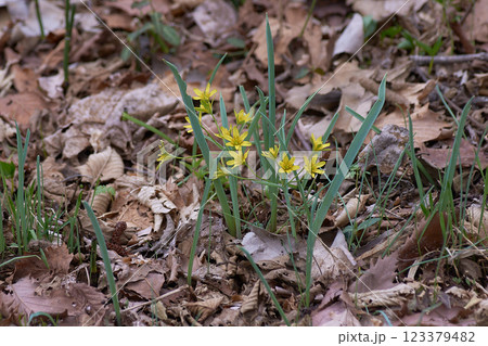 キバナノアマナ 123379482