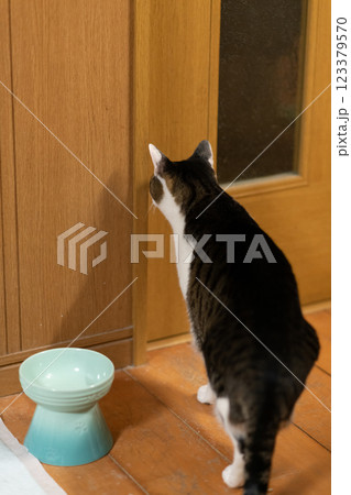ドアの前で待っている猫 キジトラ猫 ドアの前で待っている猫 キジトラ猫 123379570