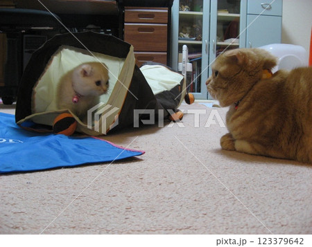 にらみ合う猫 123379642