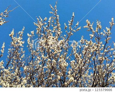 青空に映える白梅 123379666