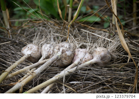 Cluster of freshly harvested garlic bulbs with roots Cluster of freshly harvested garlic bulbs with roots 123379704