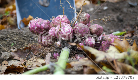 Freshly Harvested Purple Jerusalem Artichokes in Garden Soil 123379708