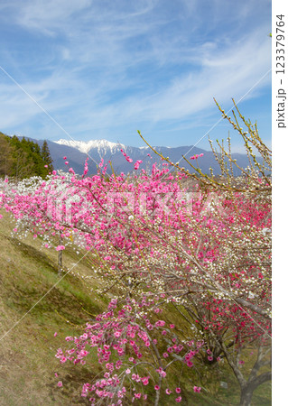 残雪の中央アルプスと花桃 日方磐神社 長野県飯島町 123379764