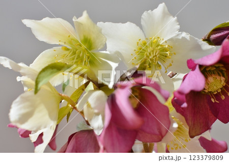 白と紫のクリスマスローズの花　 123379809