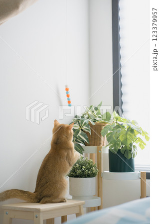 pet care concept with british cat relax and play cat toy 123379957