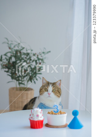 cat care concept with scottish tabby cat happy with eat food with birthday anniversary cat care concept with scottish tabby cat happy with eat food with birthday anniversary 123379990