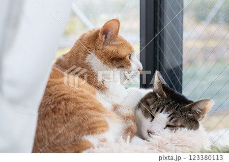窓辺でくつろぐ二匹の猫 窓辺でくつろぐ二匹の猫 123380113