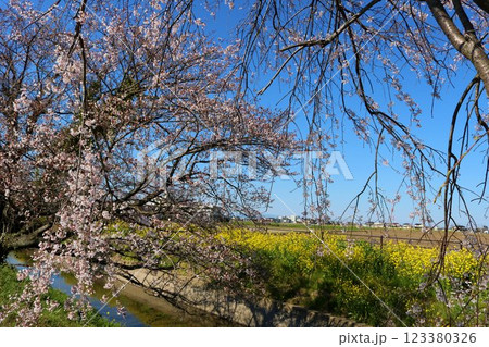 田舎の川沿いに咲く桜と菜の花 のどかな春の日 田舎の川沿いに咲く桜と菜の花 のどかな春の日 123380326