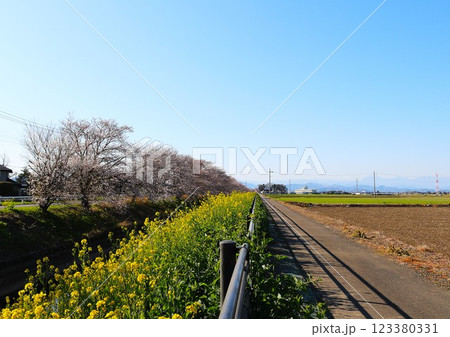 田舎の川沿いに咲く桜と菜の花　のどかな春の日 123380331