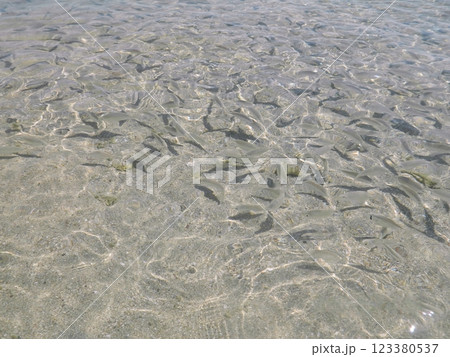 There are many fish in the clear water on the seashore. Fish in crystal clear water. There are many fish in the clear water on the seashore. Fish in crystal clear water. 123380537