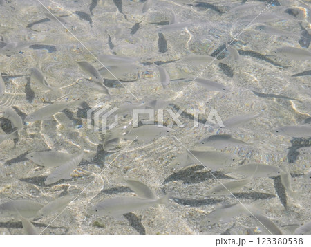 There are many fish in the clear water on the seashore. Fish in crystal clear water. There are many fish in the clear water on the seashore. Fish in crystal clear water. 123380538