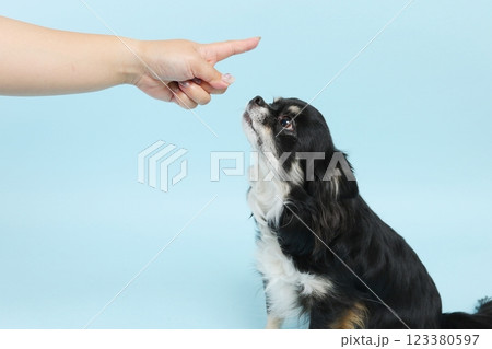 叱られるチワワ 123380597