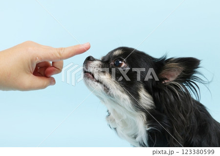 叱られるチワワ 123380599