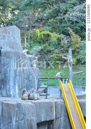 福岡市動物園　サル山 123380690