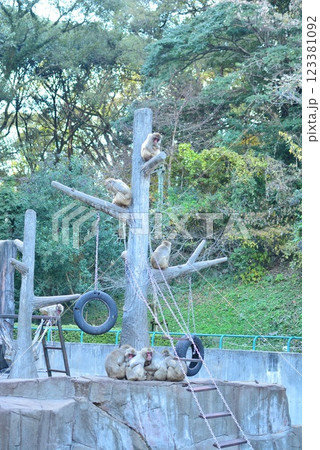福岡市動植物園 猿たち 福岡市動植物園 猿たち 123381092