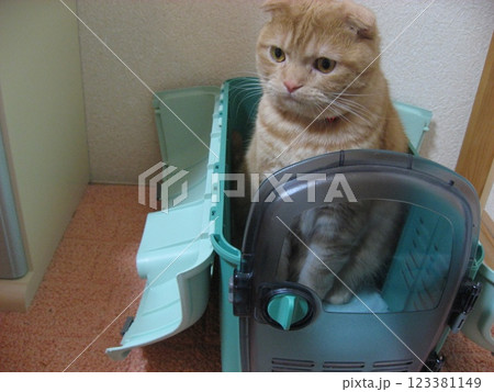 キャリーケースから顔を出す猫 キャリーケースから顔を出す猫 123381149