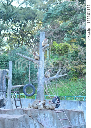福岡市動植物園　猿たち 123381151