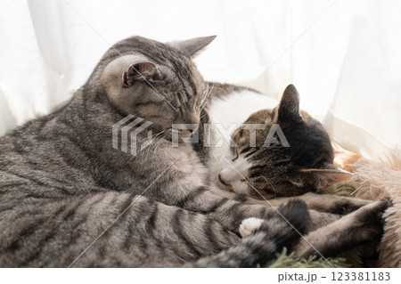 窓辺で眠る二匹の猫 123381183