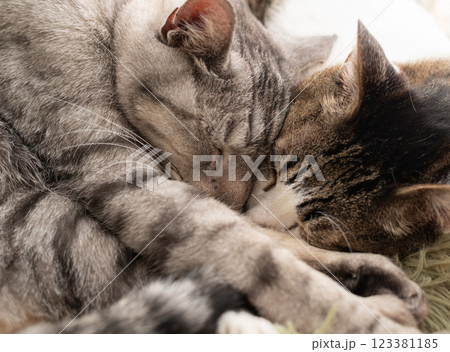 窓辺で眠る二匹の猫 123381185