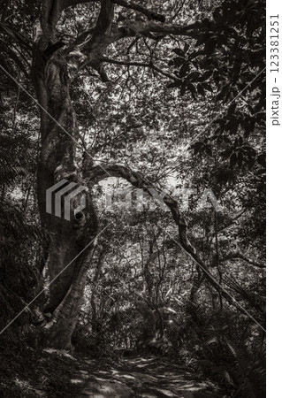 Big tree in natural tropical jungle forest Ilha Grande Brazil. 123381251