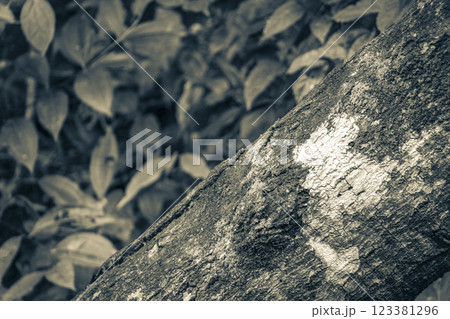 Moss mushrooms fungi lichens on tree natural tropical jungle Brazil. 123381296
