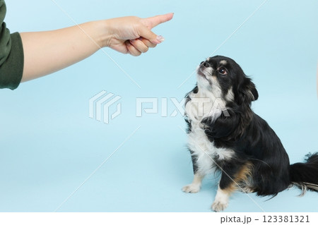 叱られるチワワ 123381321