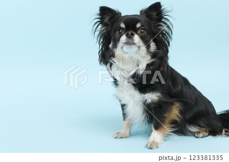 水色背景お座りするチワワ 123381335