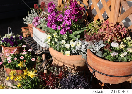 花の寄せ植え&寄せ鉢 花の寄せ植え&寄せ鉢 123381408