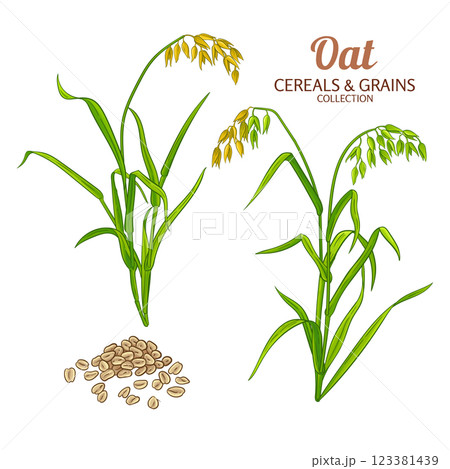 Oat Plant Colored Detailed Illustration Oat Plant Colored Detailed Illustration 123381439
