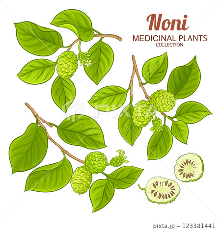 Noni Branch Colored Detailed Illustration 123381441