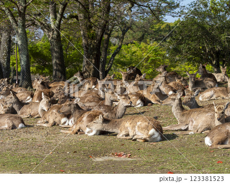 食後に寛ぐ奈良公園の鹿の群れ 123381523