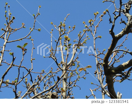 若葉が可愛いカリンの木 123381541