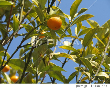 食べごろになった金柑の黄色い楕円球の実 123381543