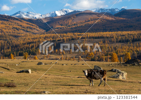 Cow grazing in vast autumn valley near snow capped mountains 123381544