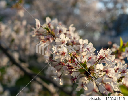 朝日に照らされた公園の桜 朝日に照らされた公園の桜 123381546