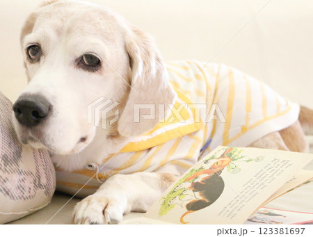 絵本を読みながらリラックスするビーグル犬 絵本を読みながらリラックスするビーグル犬 123381697