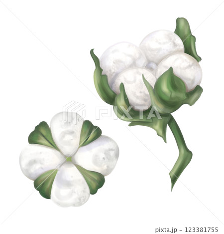 Two cotton balls plant white color with leaves to create organic botanical seasonal cozy decor. Sustainable celebration of natural recyclable material, plastic free concept. Isolated illustration 123381755