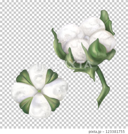 Two cotton balls plant white color with leaves to create organic botanical seasonal cozy decor. Sustainable celebration of natural recyclable material, plastic free concept. Isolated illustration 123381755