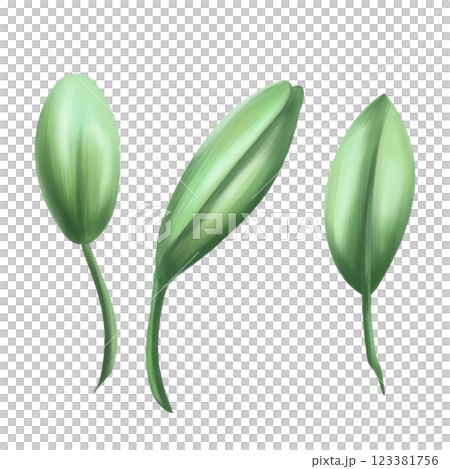 Two leaves of berry spring green color to create organic botanical seasonal cozy decor. Sustainable celebration of natural recyclable material, plastic free concept. Isolated illustration Two leaves of berry spring green color to create organic botanical seasonal cozy decor. Sustainable celebration of natural recyclable material, plastic free concept. Isolated illustration 123381756
