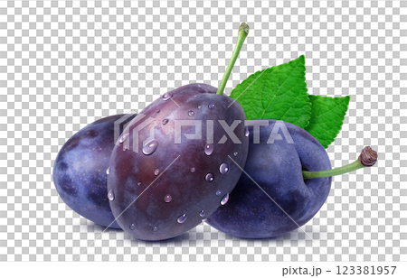 プルーン イラスト リアル プルーン イラスト リアル 123381957
