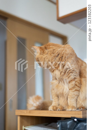 座って見つめる猫　茶トラ猫 123382203